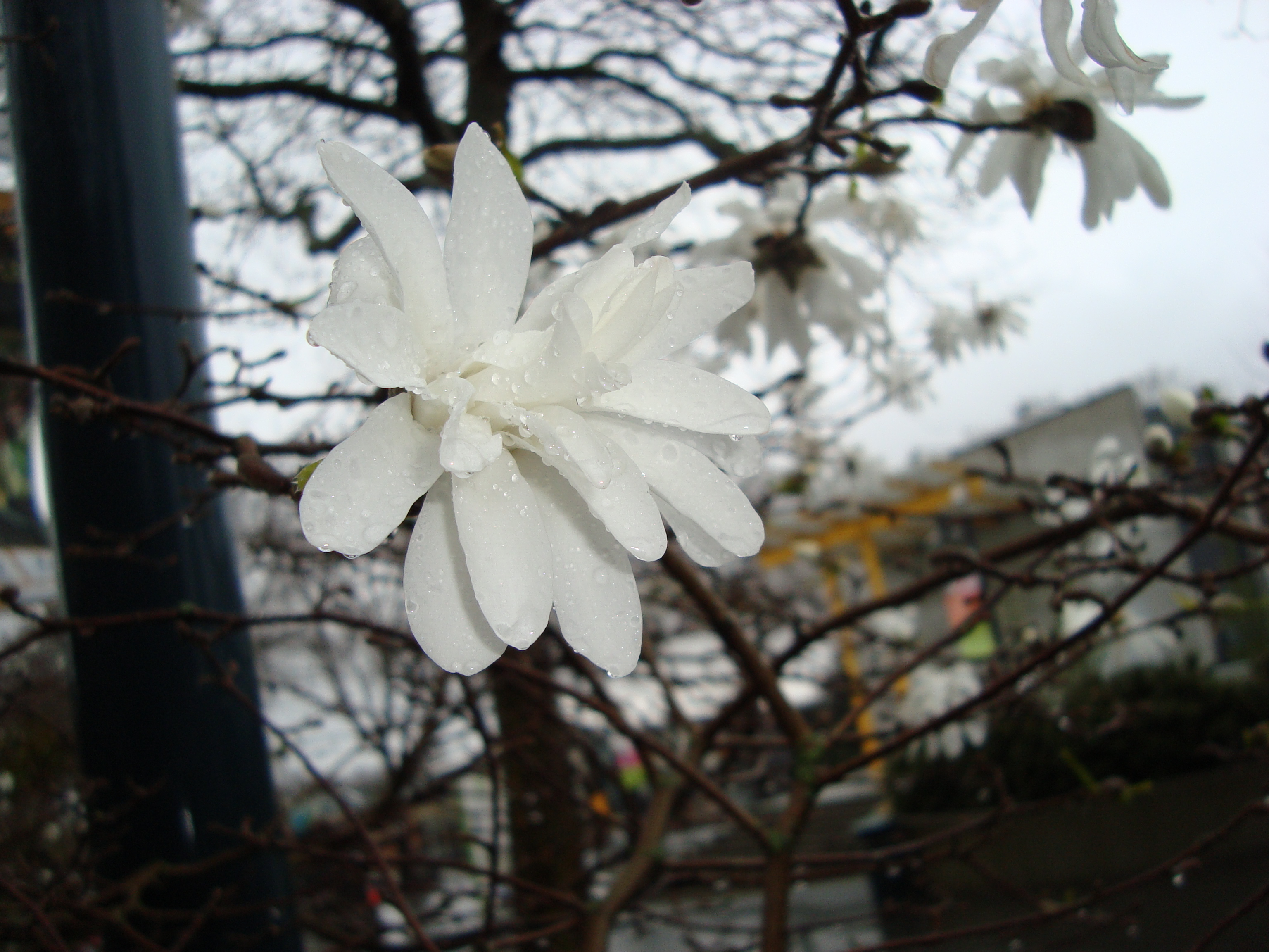 Tree Flower in Seattle 2011
