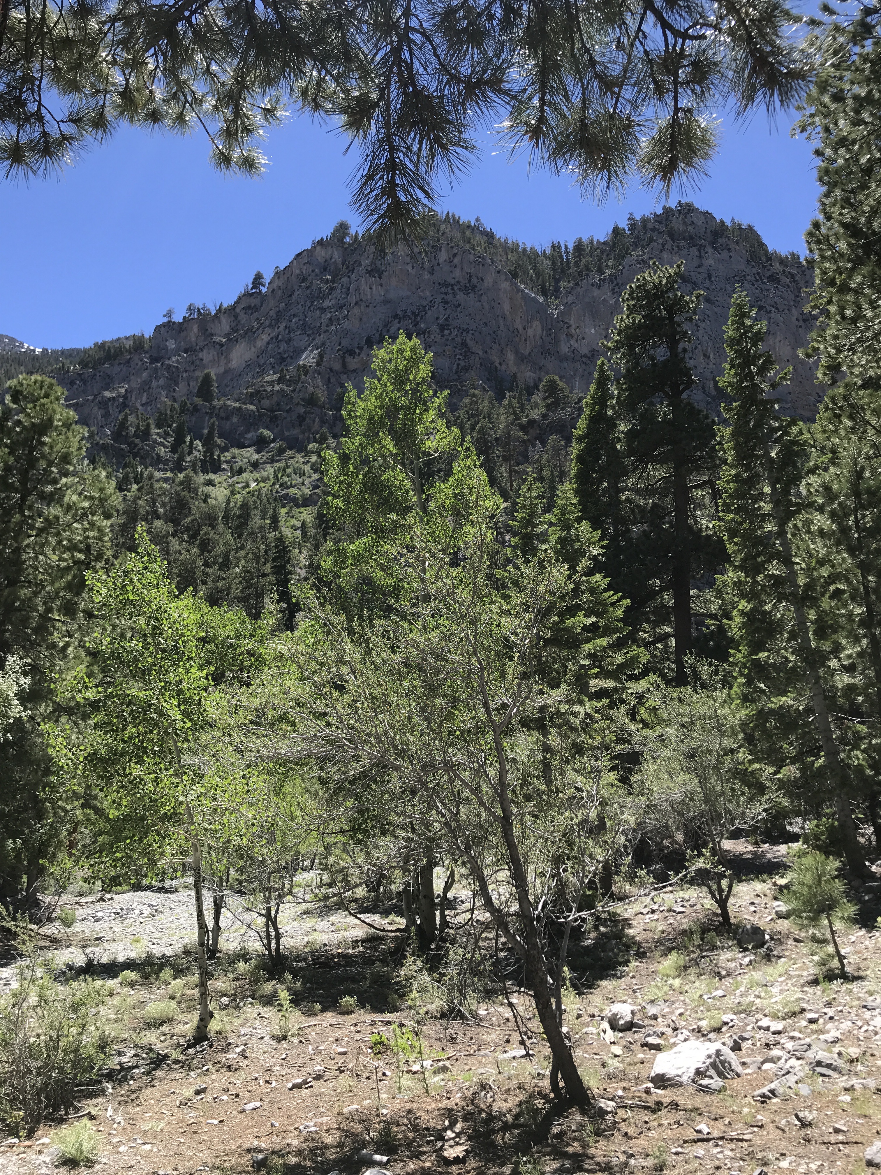 Mountain View at Mt. Charleston